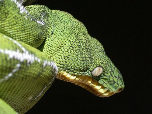 Boa