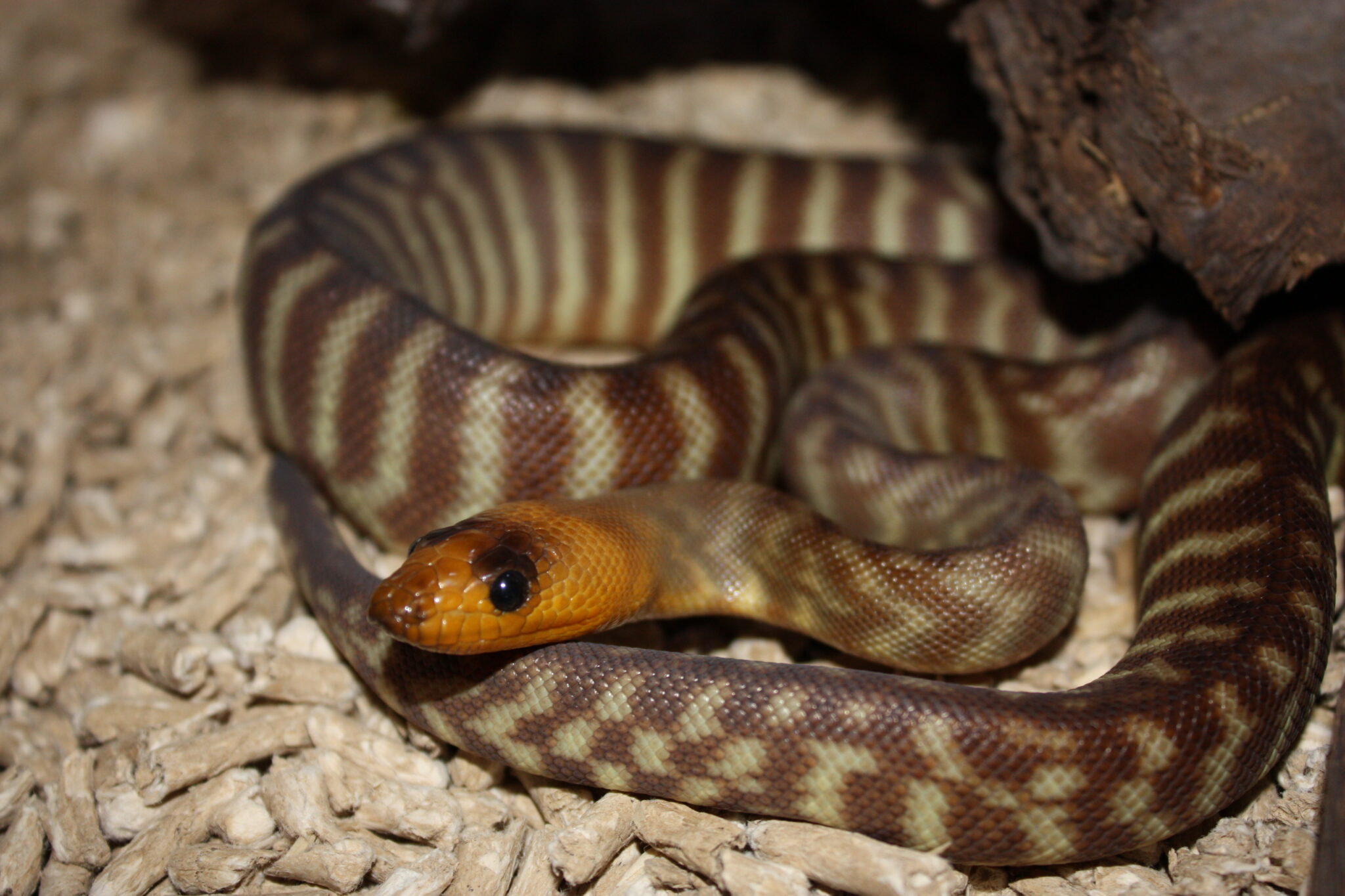 Woma Python - Slangetaemmer - i Aars, nær Aalborg