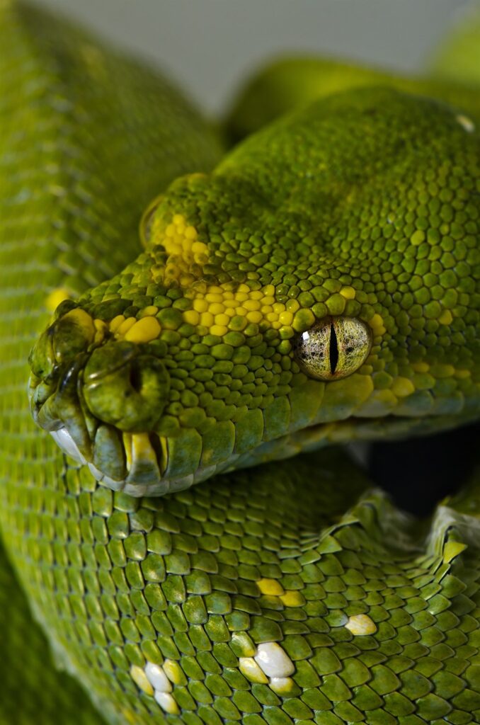 Python