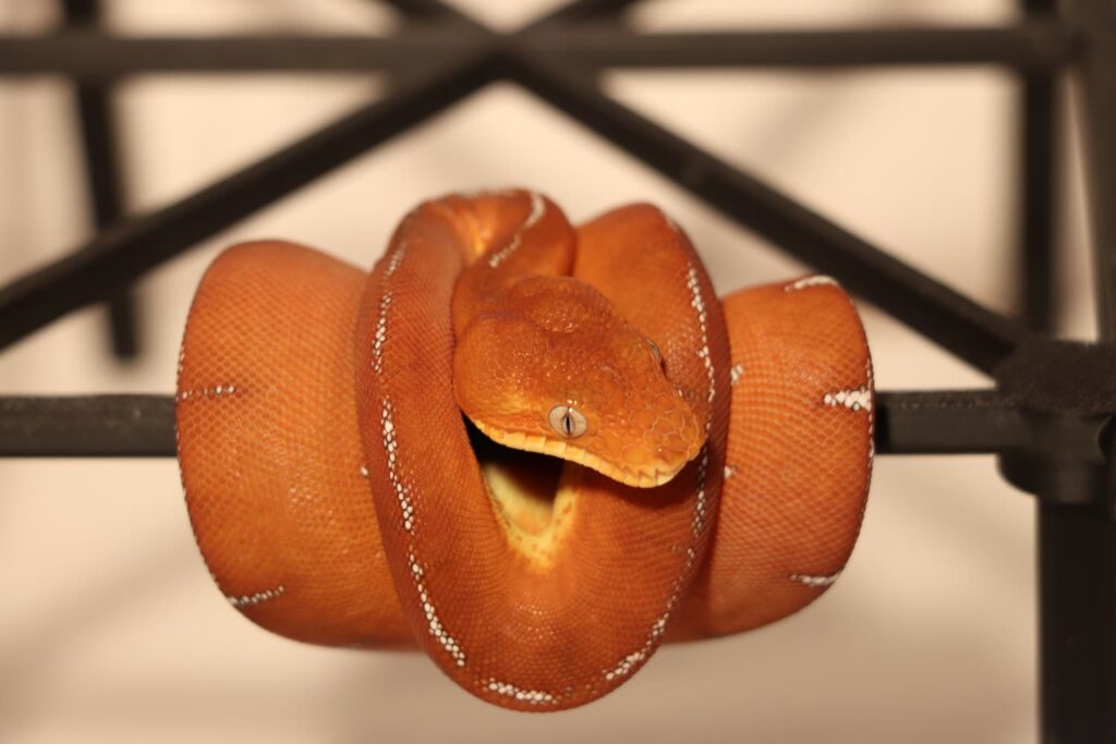 Corallus batesii 2023