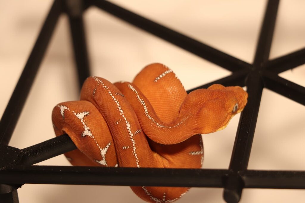 Corallus batesii 2023