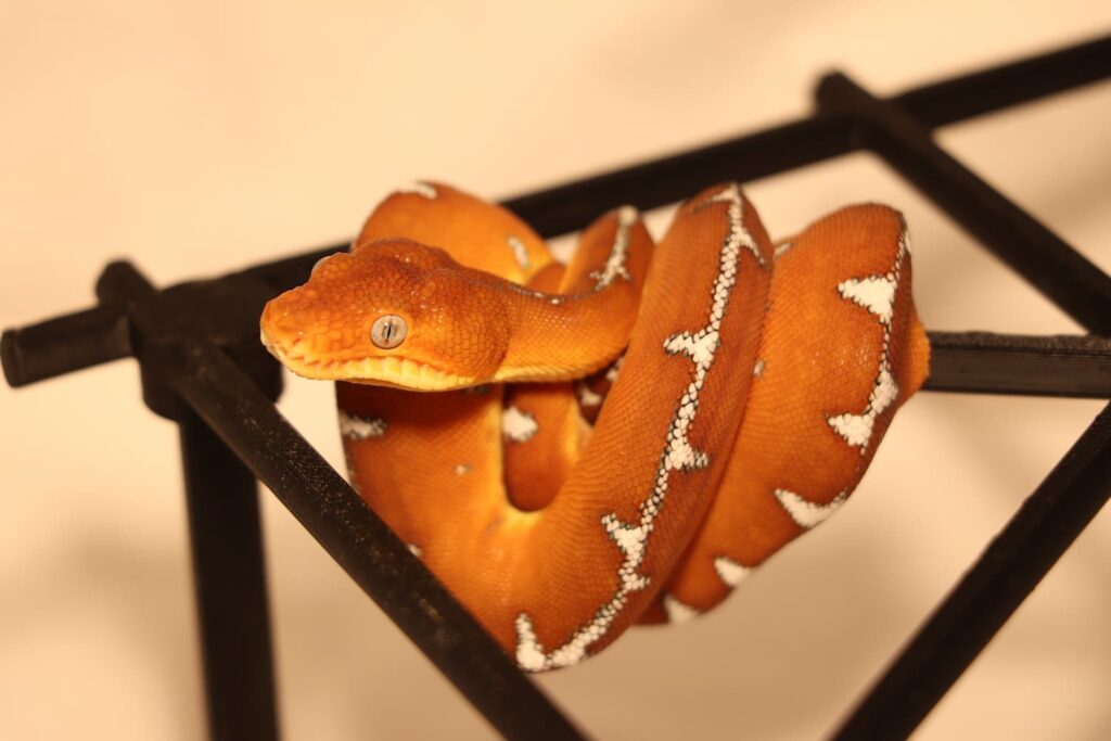 Corallus batesii 2023