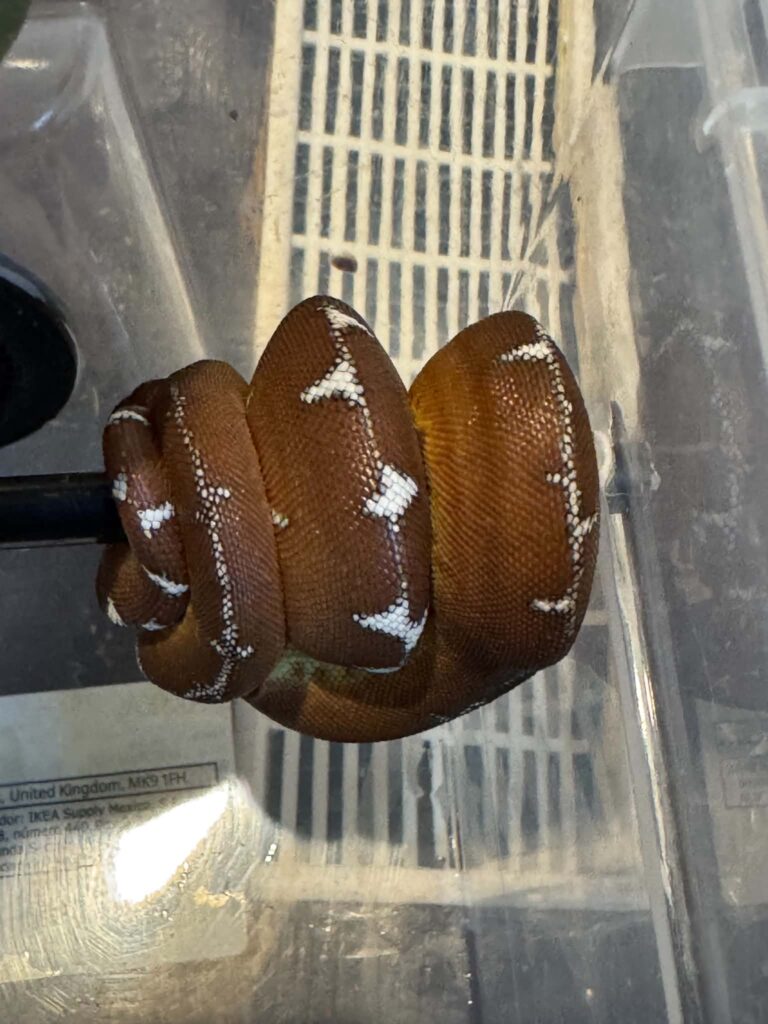 Corallus batesii 2025