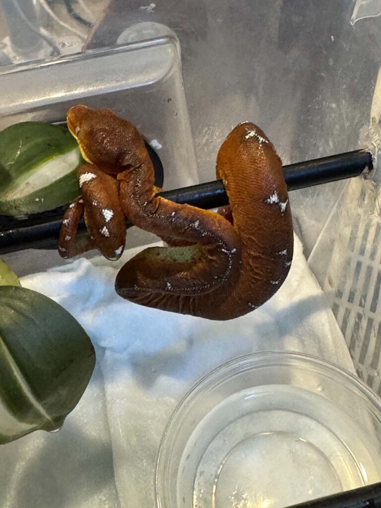 Corallus batesii 2025