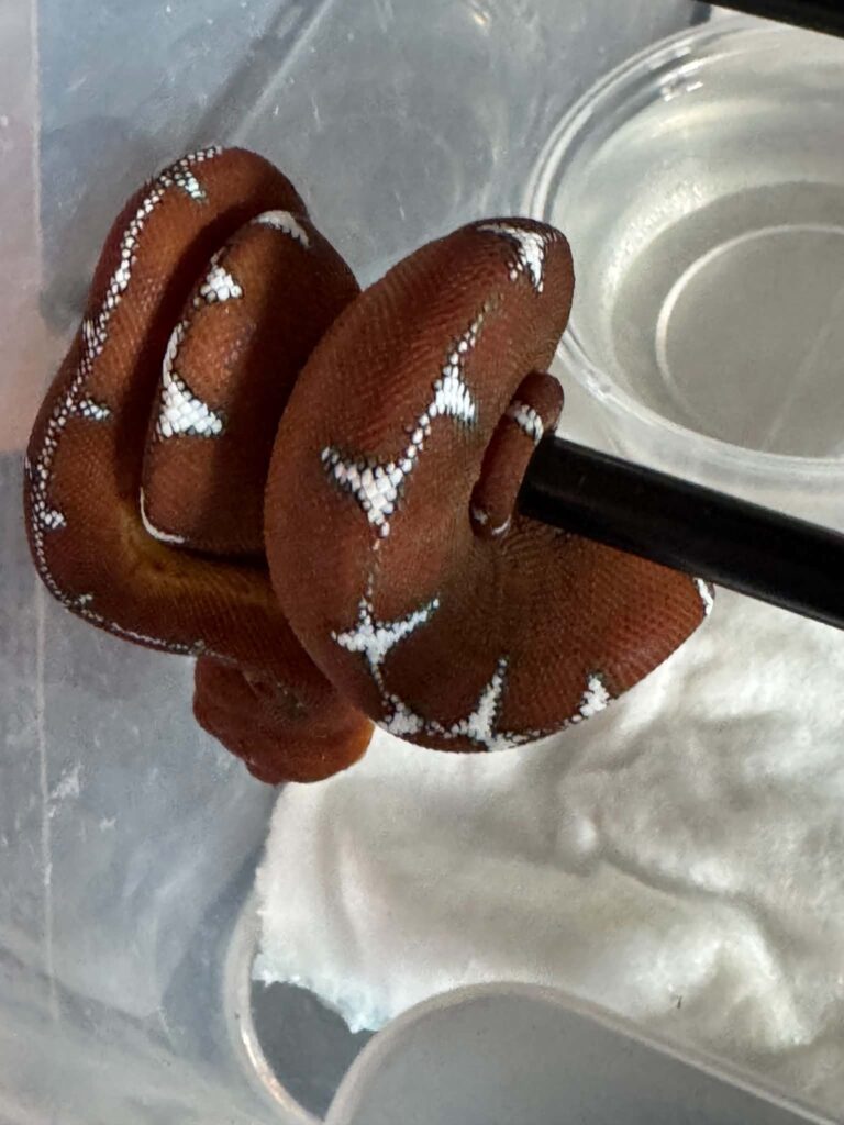 Corallus batesii 2025