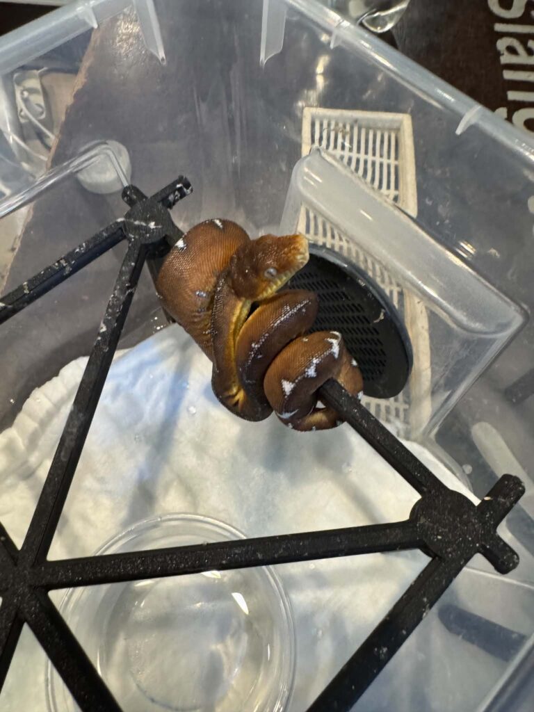 Corallus batesii 2025