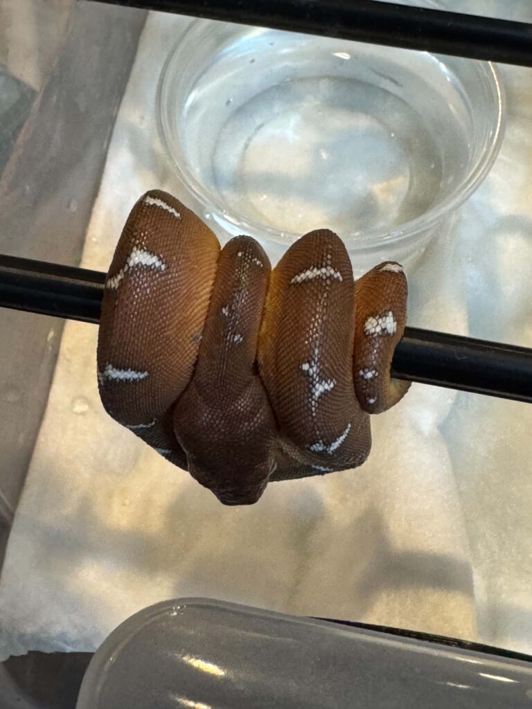 Corallus batesii 2025